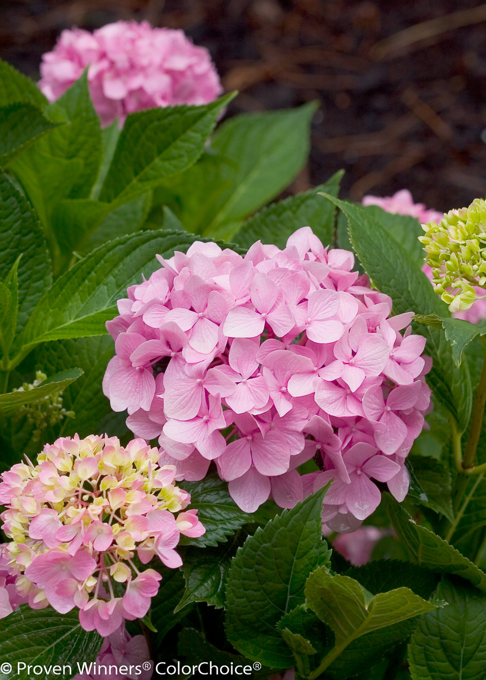 Let's Dance® Moonlight Reblooming Hydrangea Hydrangea macrophylla