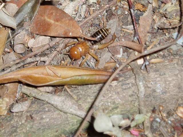 Potato Bugs Flickr