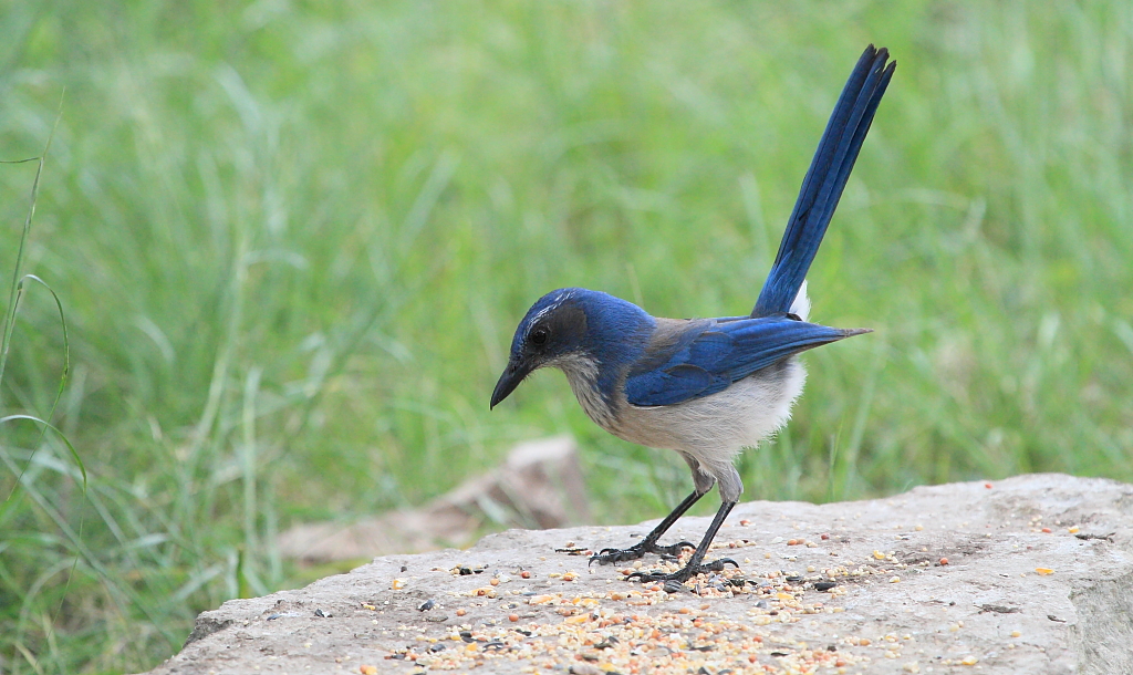 California and Woodhouse's ScrubJay Identification Surfbirds