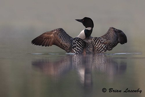 Common Loon Rising out of Water Common Loon (Gavia immer) … Flickr