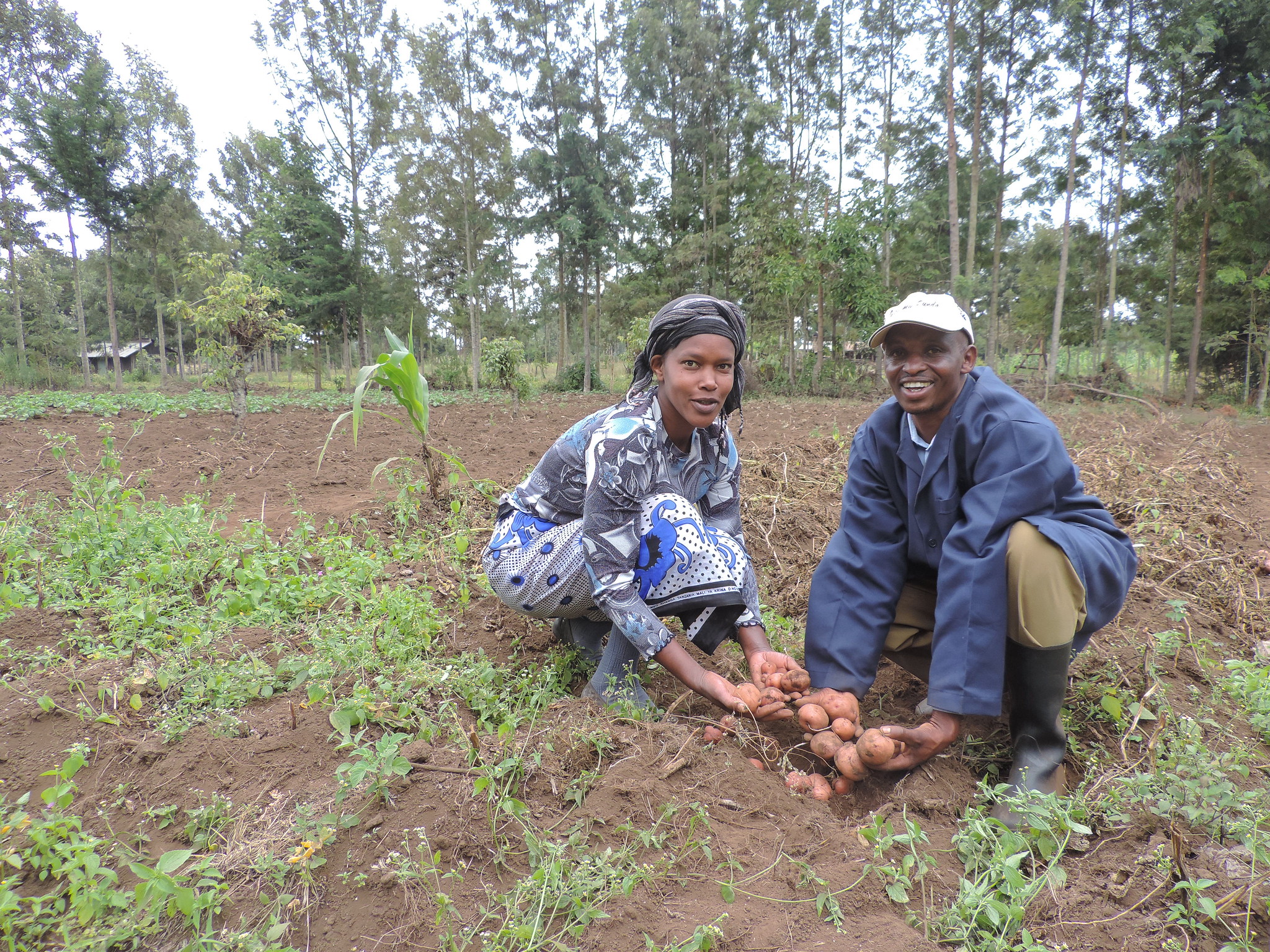 Transformational villagebased approach increasing potato productivity