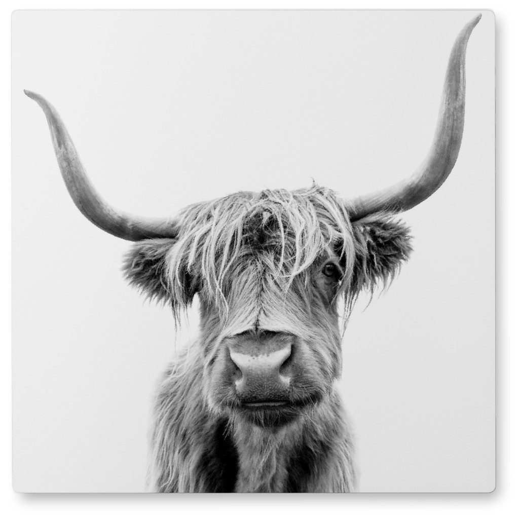Highland Cow Black and White Photo Tile Shutterfly