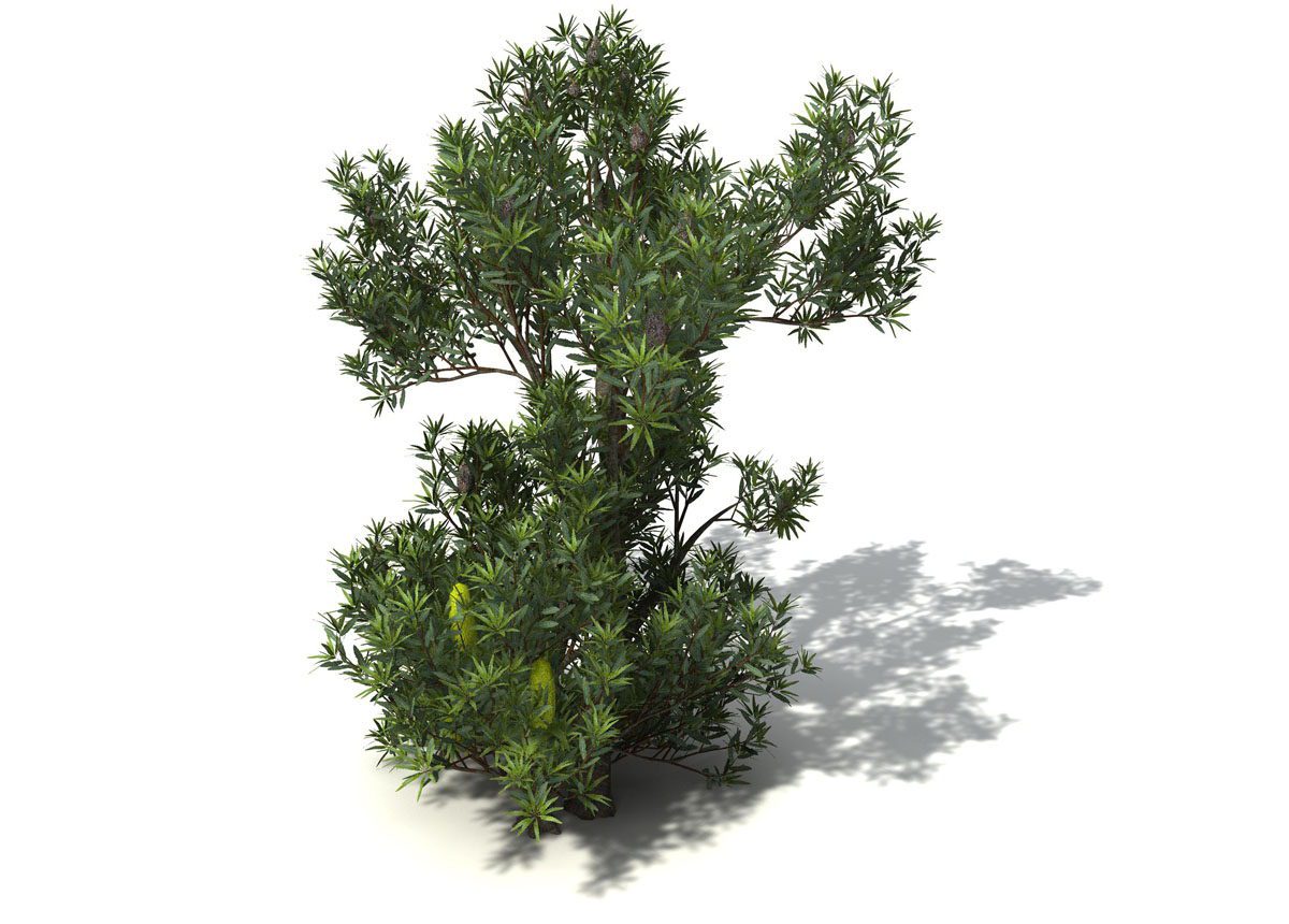 Cinema 4d Tree 3d Model Free C4d Models