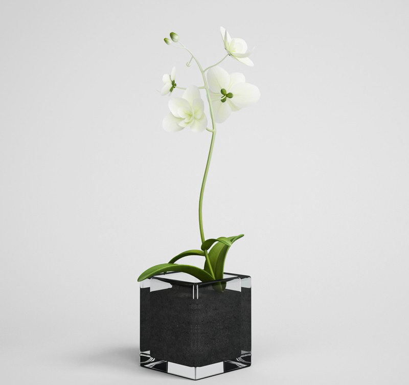 Free White Flower 3d Model Free C4d Models
