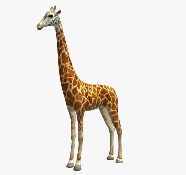 Giraffe 3D Model Animals