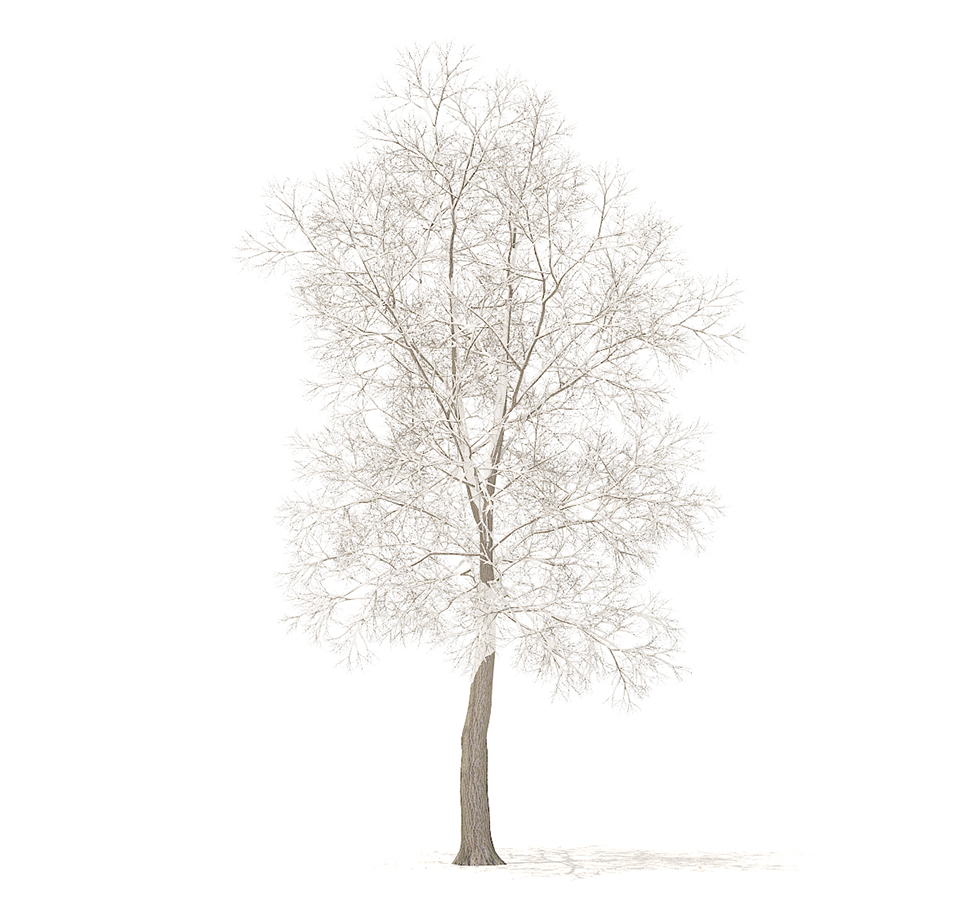 Tree With Snow 3d Model Free C4d Models