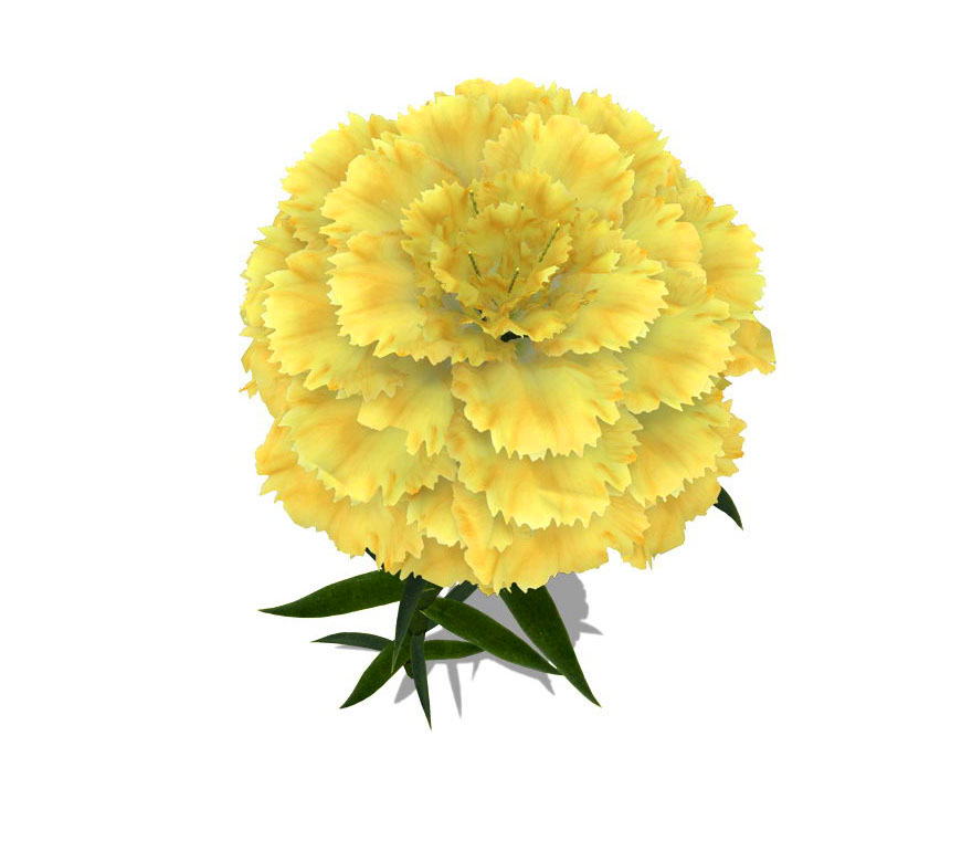 Yellow Carnation Flower 3d Model Free C4d Models