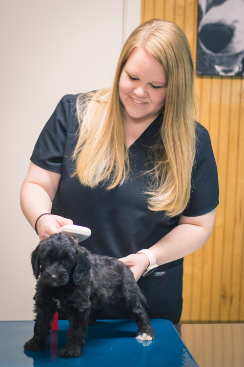 C4 Veterinary Hospital Longview, TX 75604 > Our Services > Microchipping