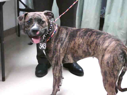 Dark Brown Brindle Female Pit Bull Dark brown brindle fema… Flickr