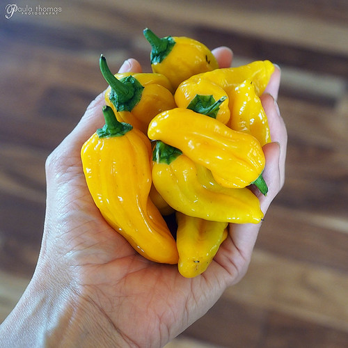 Fermented Green Ghost Hot Sauce Recipe Gapeys Grub