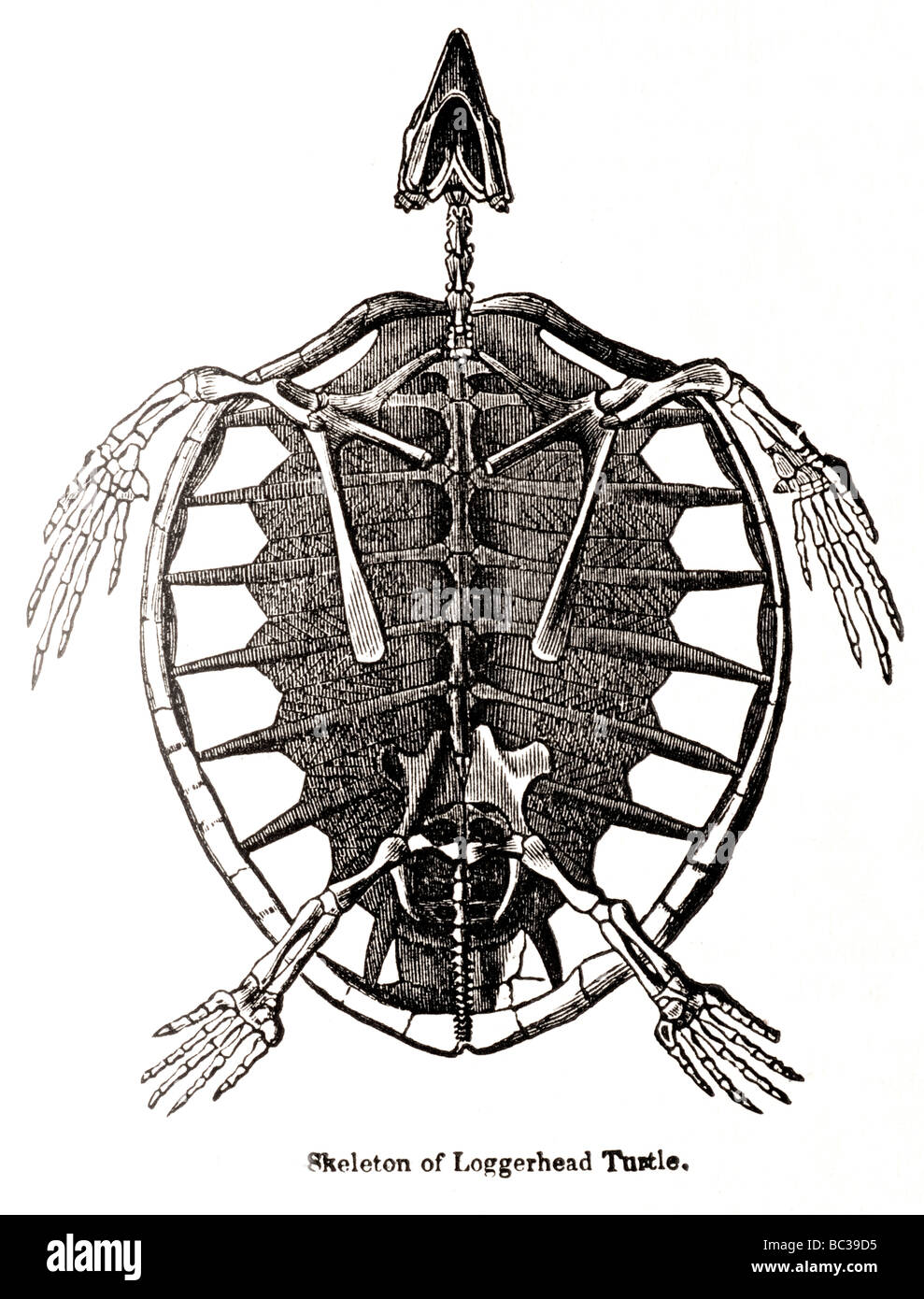 skeleton of loggerhead turtle Stock Photo, Royalty Free