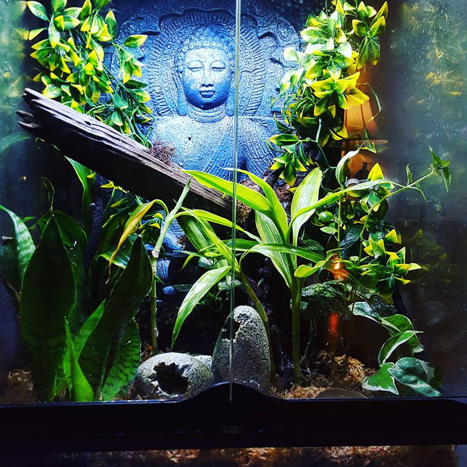 Crested Gecko Decorations for Your Terrarium ReptiFiles