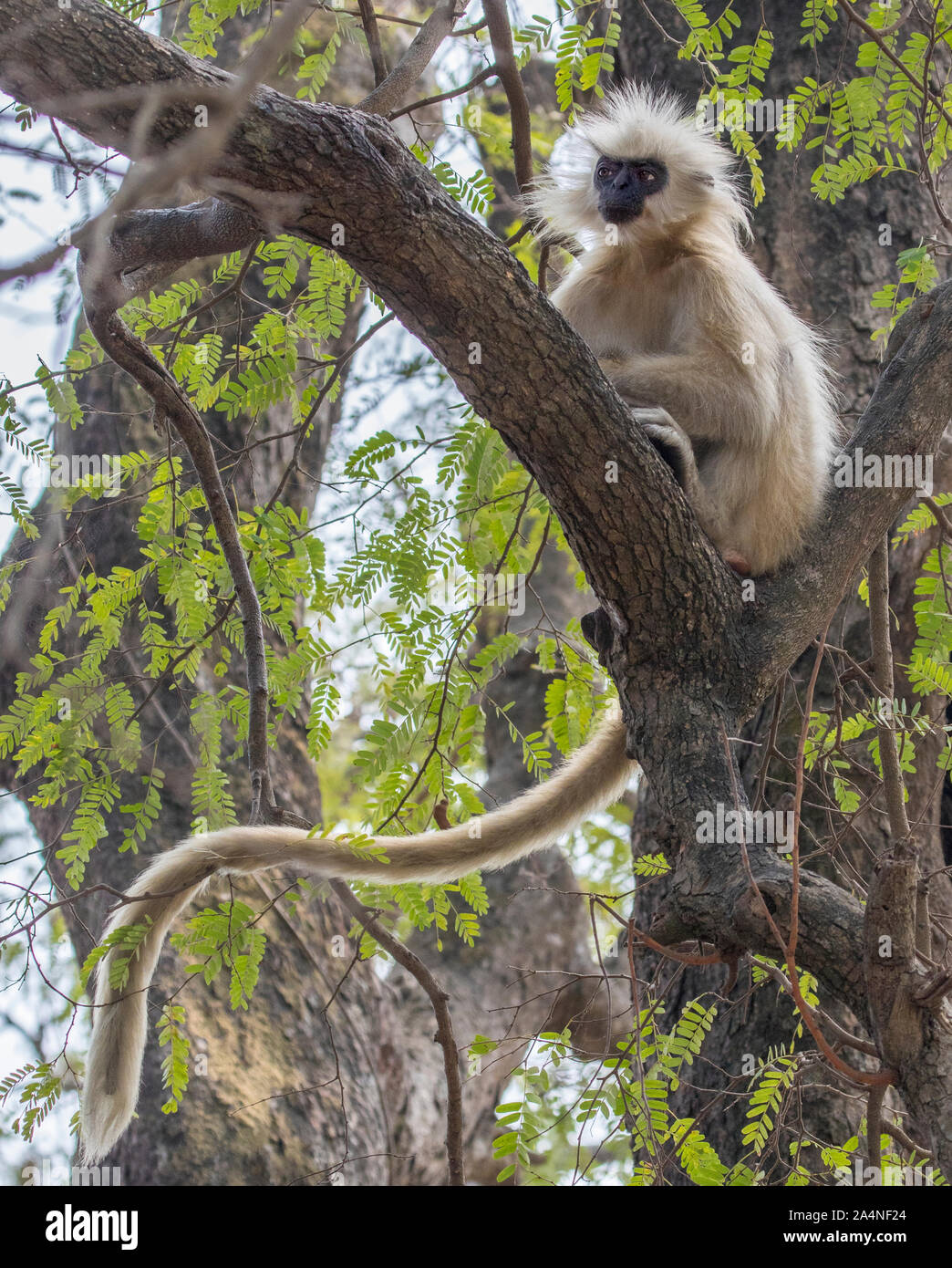 Climbing monkey india hires stock photography and images Alamy