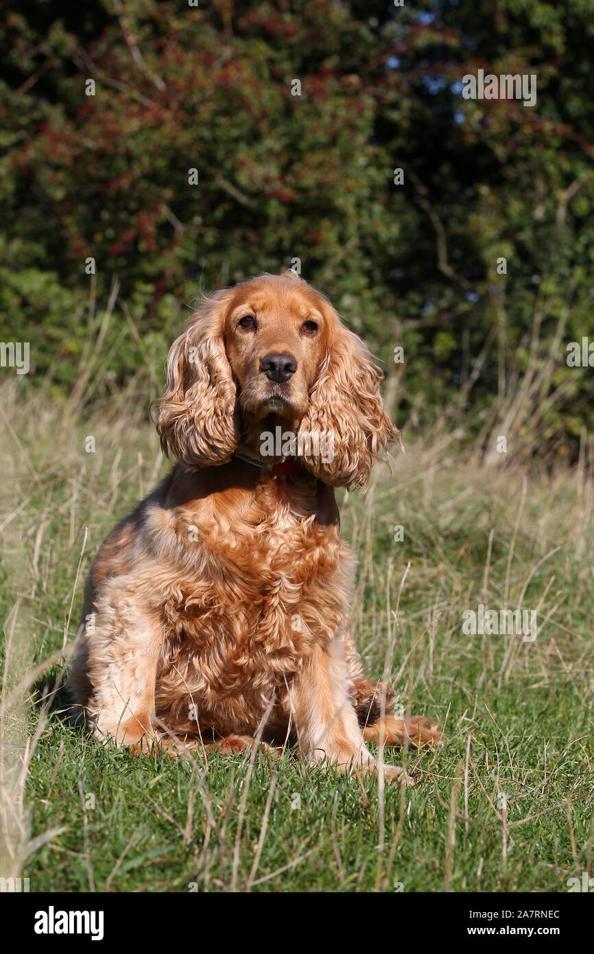 Cocker spaniel agility competition hires stock photography and images