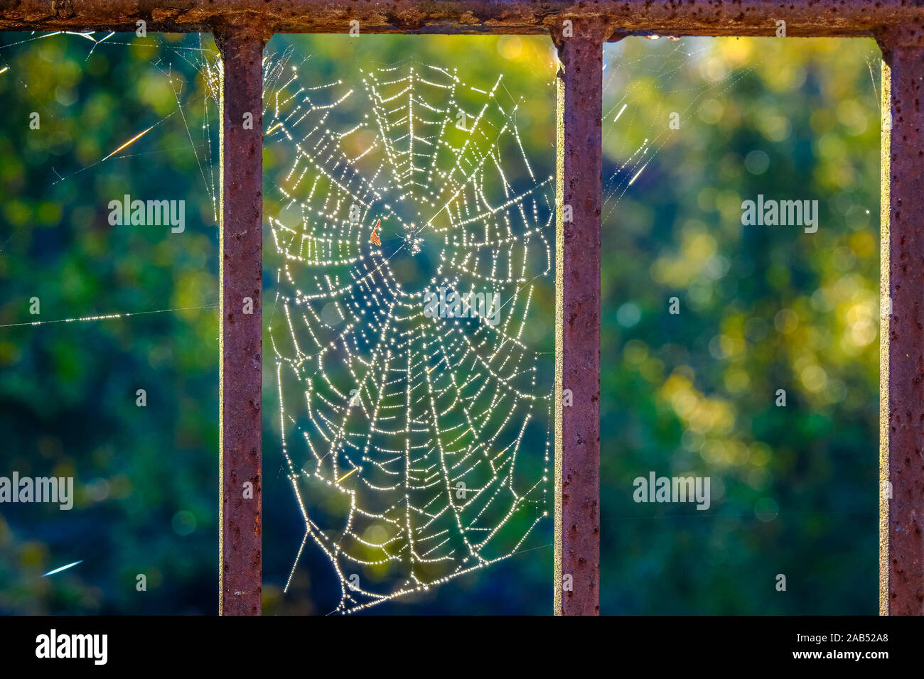 Sunlight on Spider  Stock Photo Alamy