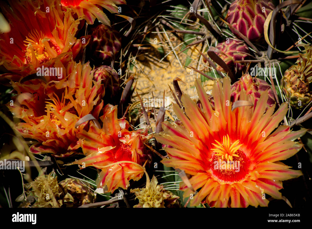 Orange Cactus Flowers in Bloom, Barrel Cactus Stock Photo Alamy