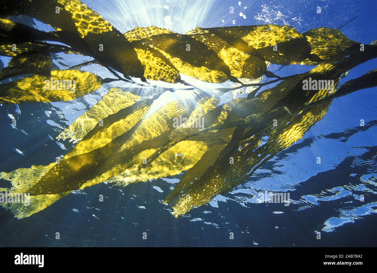 Giant kelp (Macrocystis pyrifera), frond extending from the holdfast