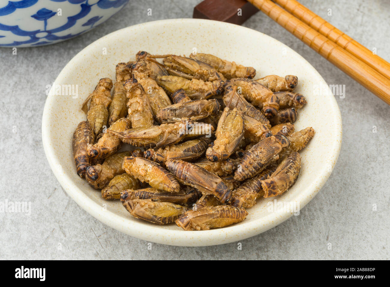 Crickets hires stock photography and images Alamy