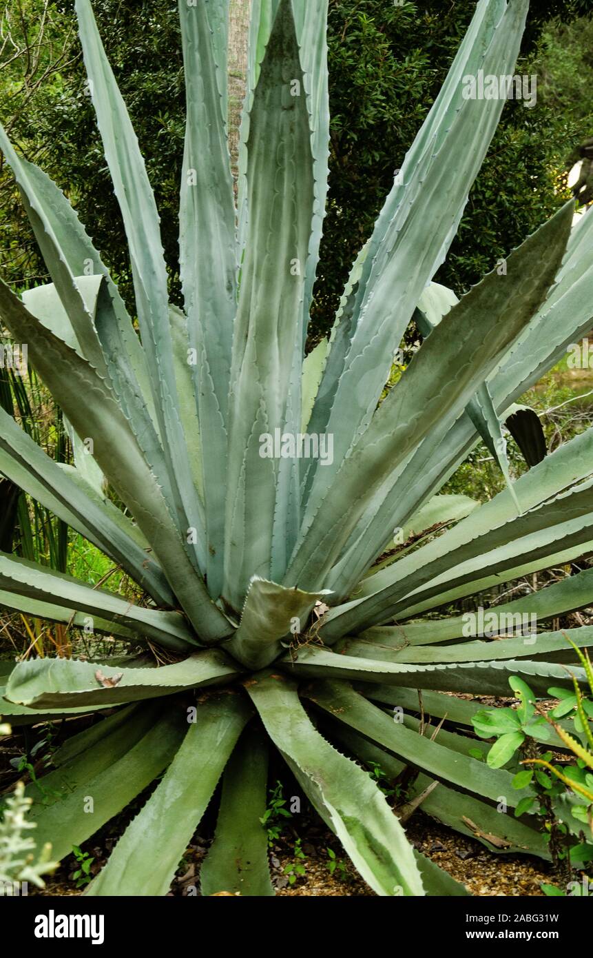 Florida Agave Cactus Stock Photo Alamy
