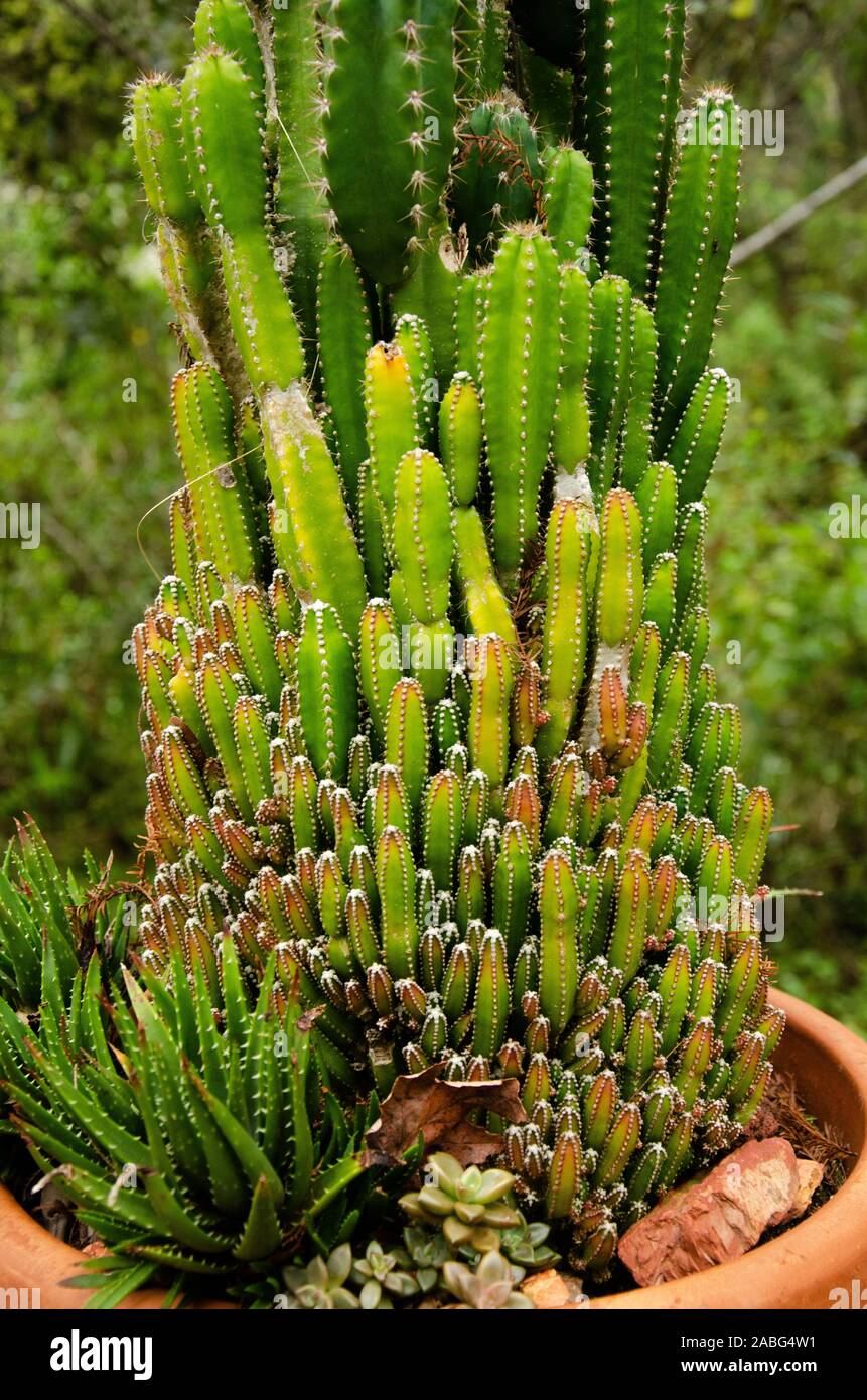 Thorny plants hires stock photography and images Alamy