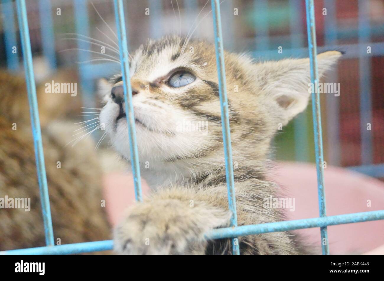 A cat in a cage Stock Photo Alamy