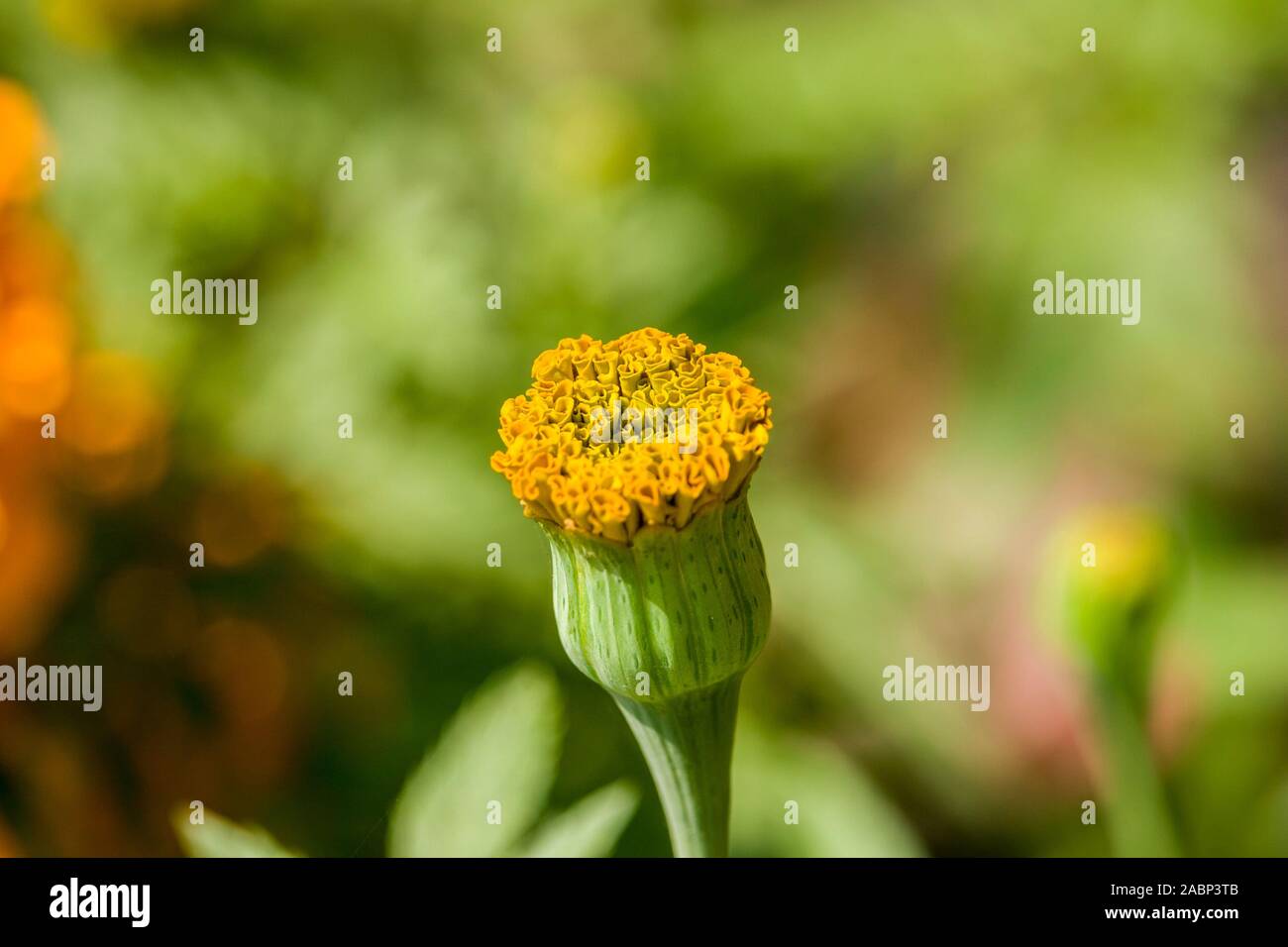 Marigold Flower Bud Stock Photo Alamy