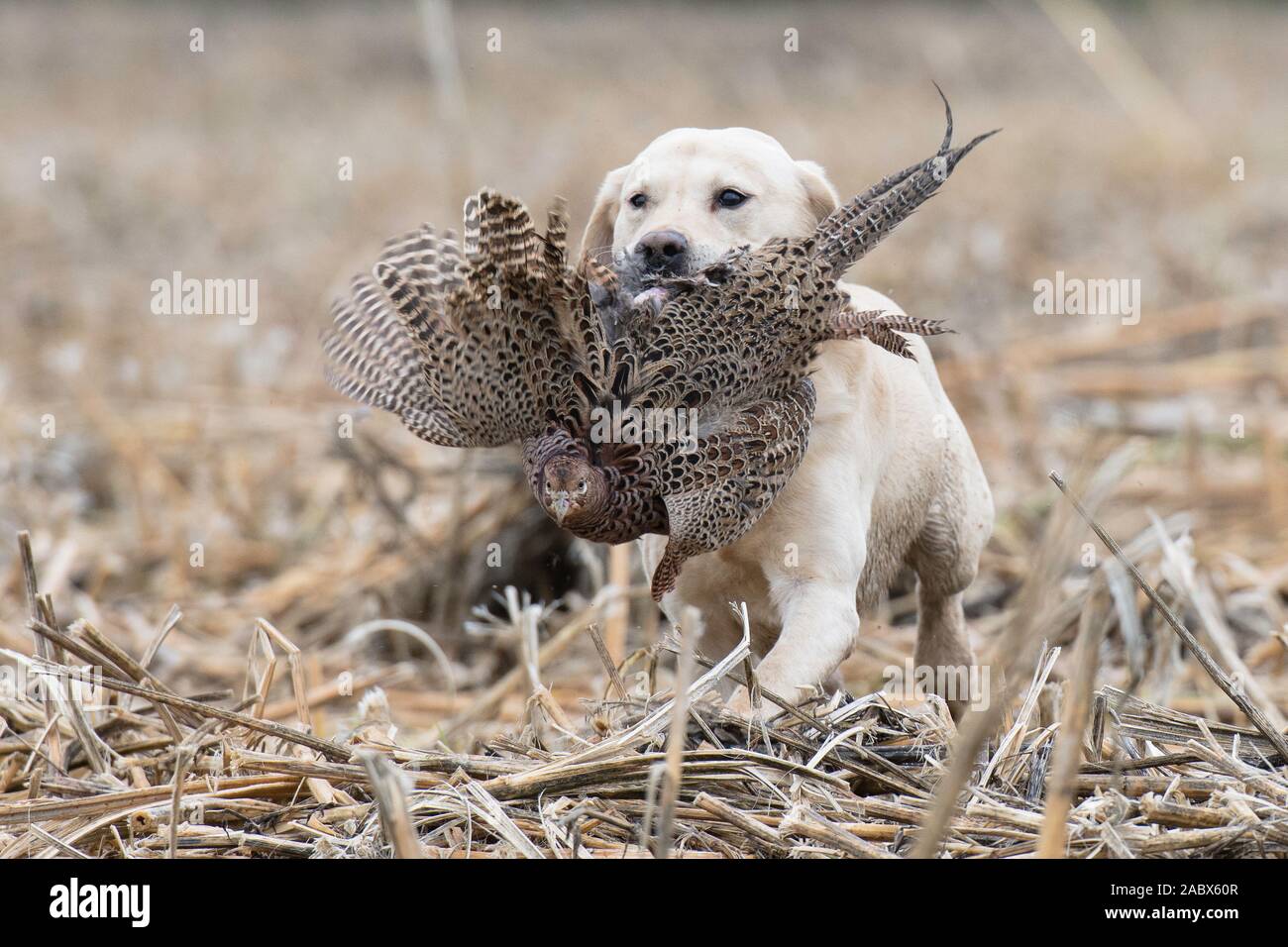 Hunting dog pheasant in mouth hires stock photography and images Alamy