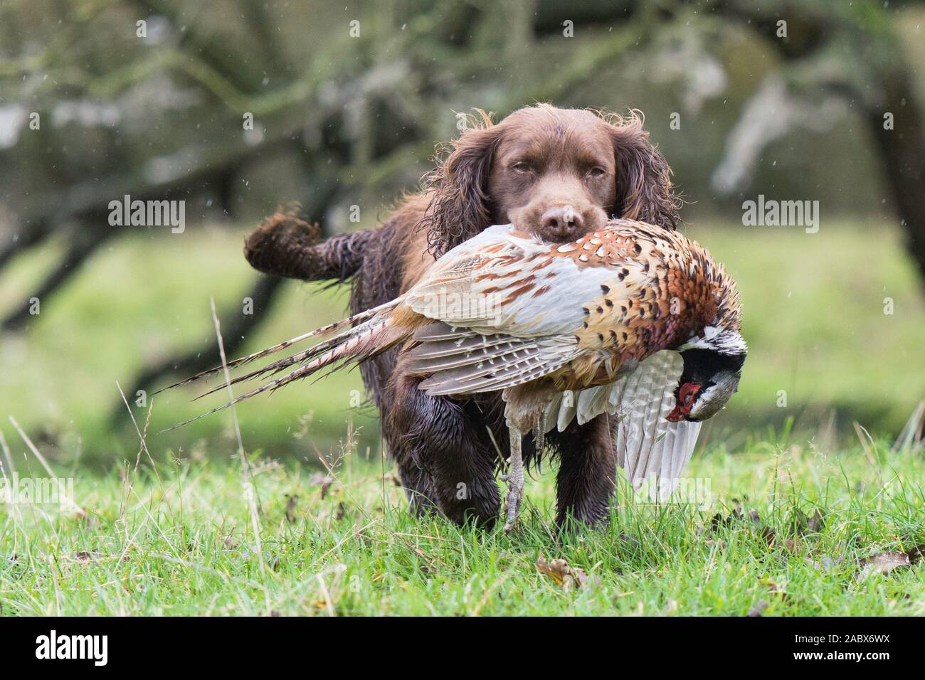 Hunting dog pheasant in mouth hires stock photography and images Alamy