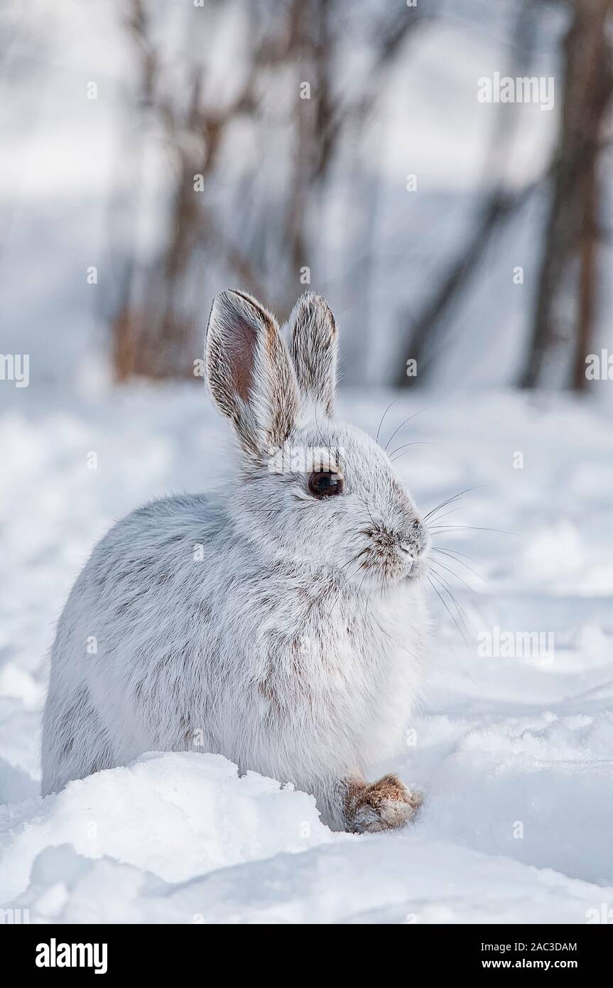 Snowshoe hare on snow Stock Photo Alamy