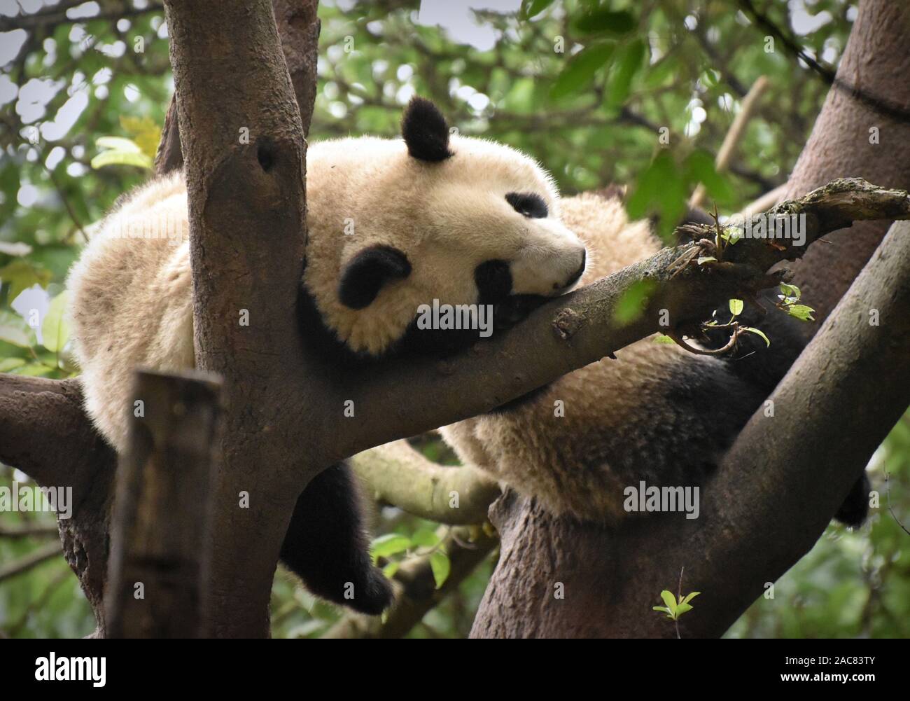 Tired panda hires stock photography and images Alamy