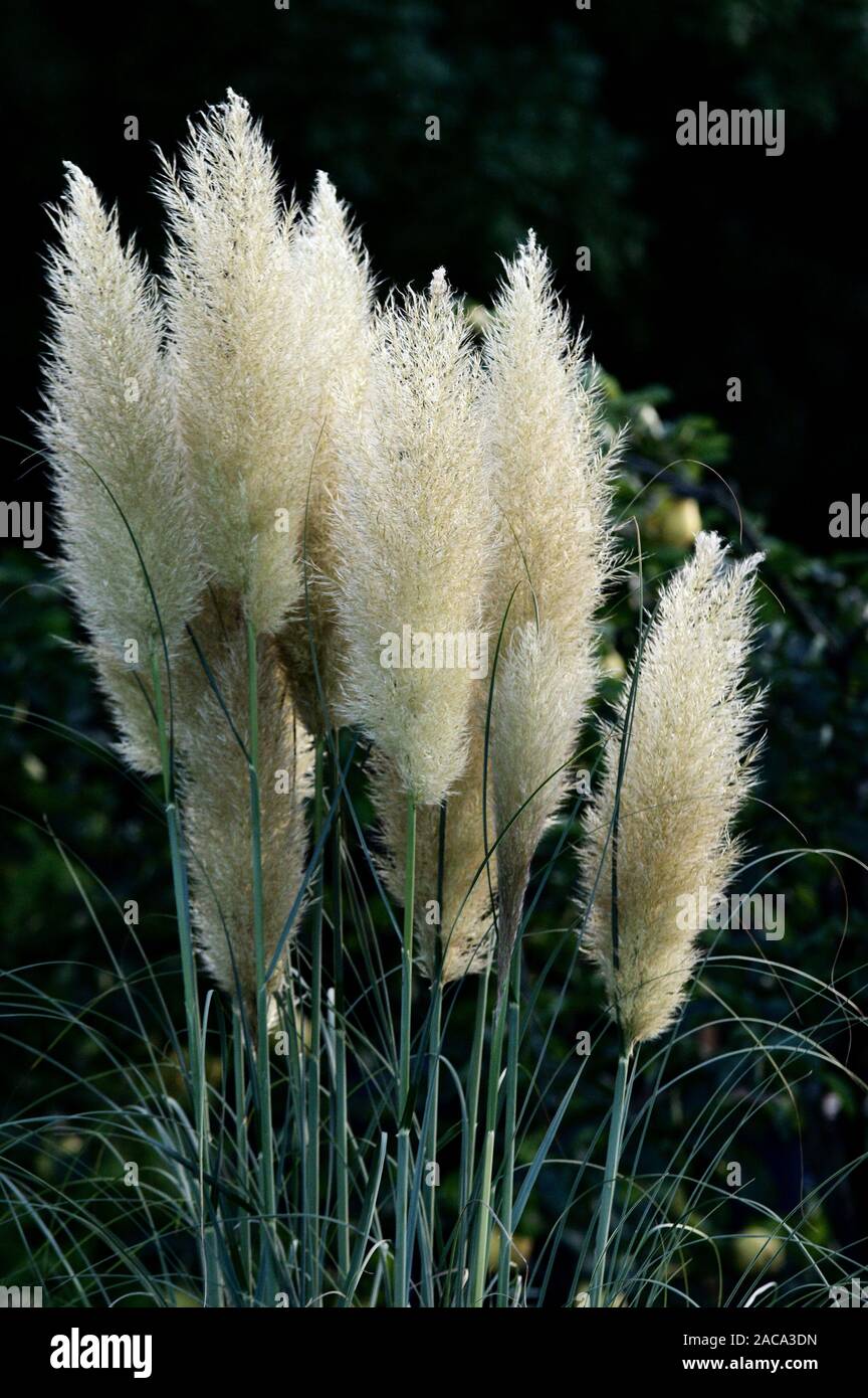pampas grass Stock Photo Alamy