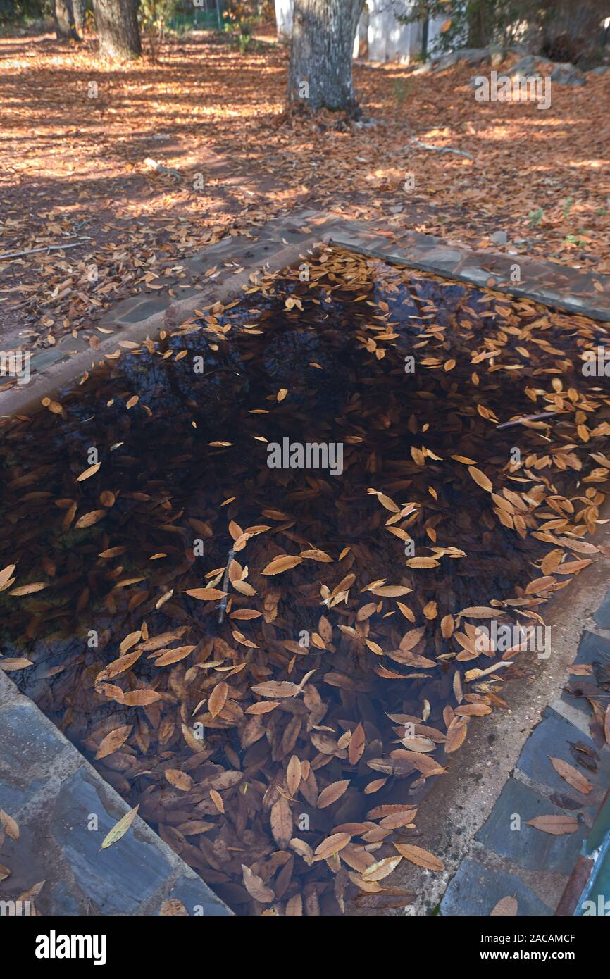 pool with autumn leaves Stock Photo Alamy