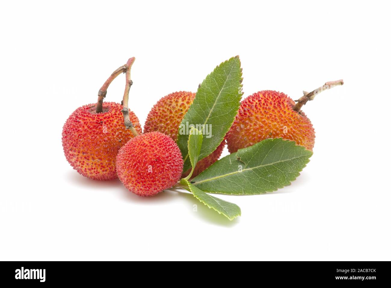 Arbutus berries hires stock photography and images Alamy