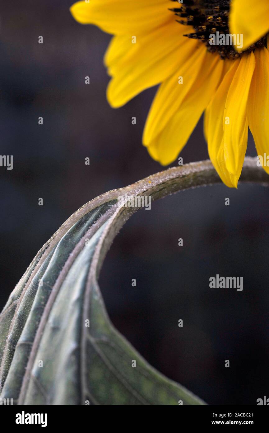 Drooping sunflower hires stock photography and images Alamy
