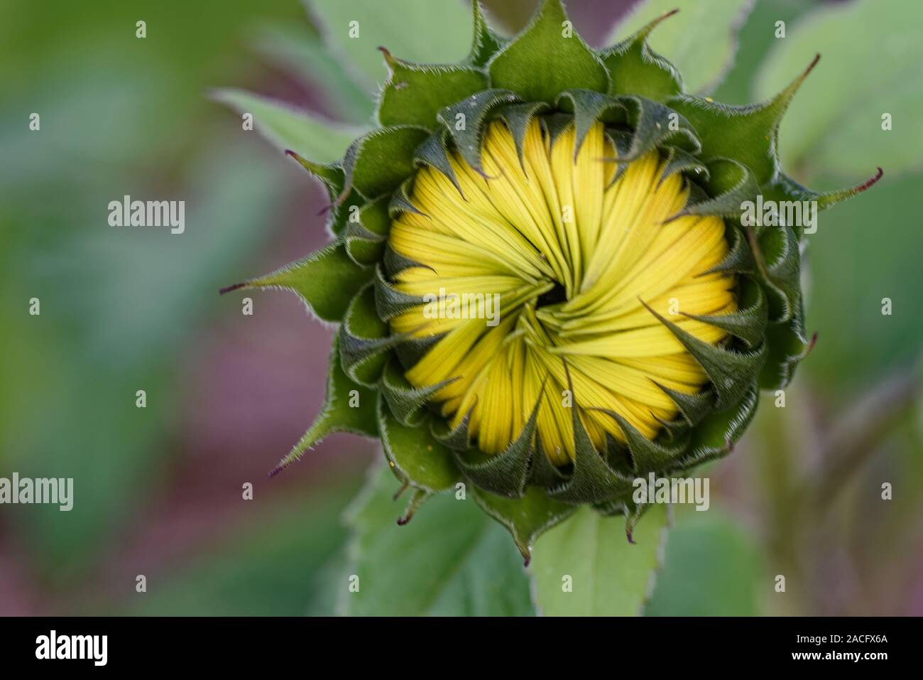 Closed sunflower bud Stock Photo Alamy