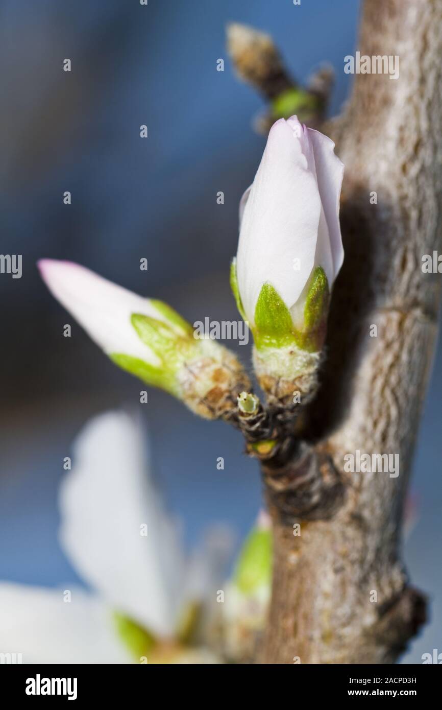 almond tree blossoms Stock Photo Alamy