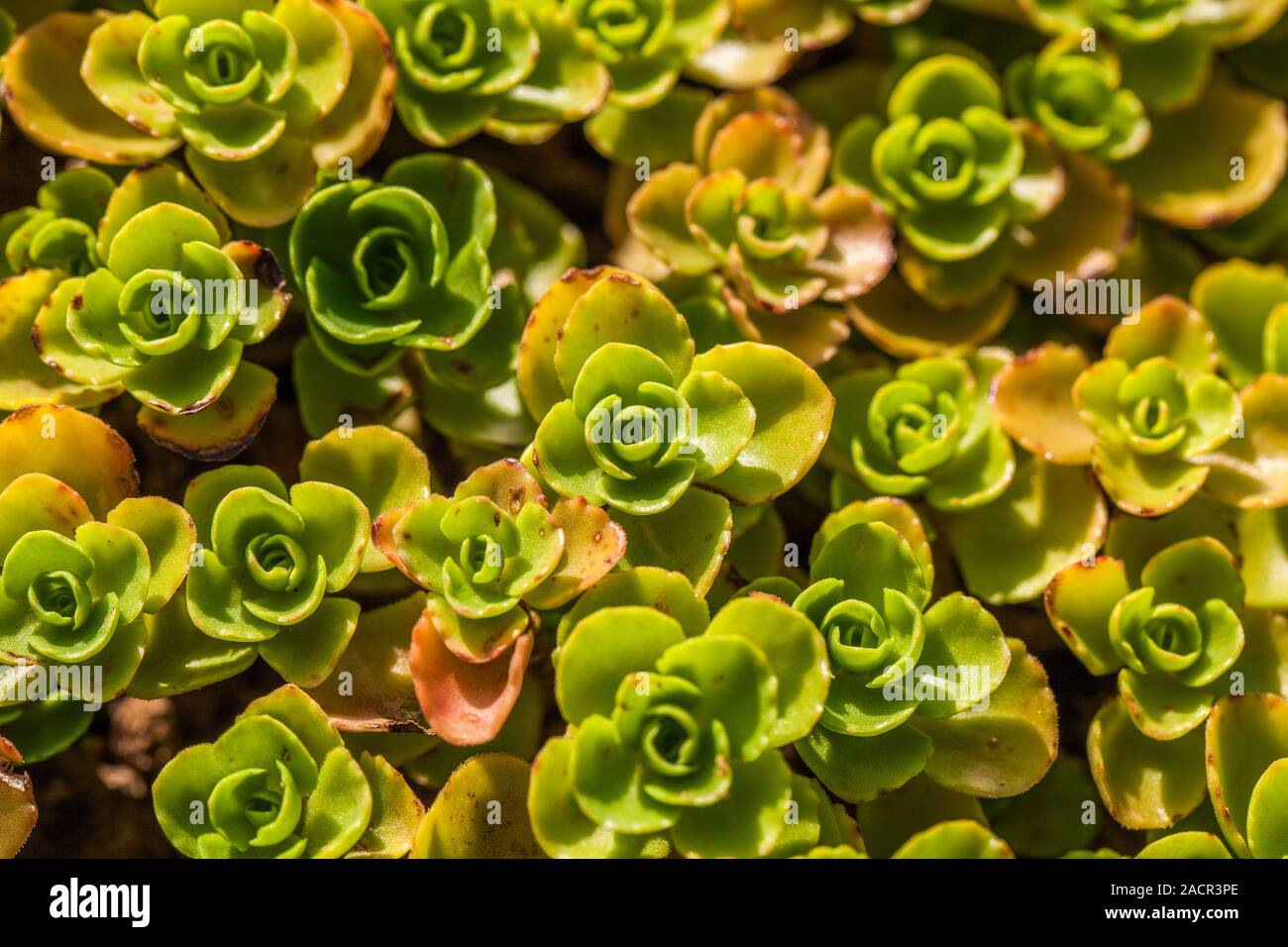 light green plants Stock Photo Alamy