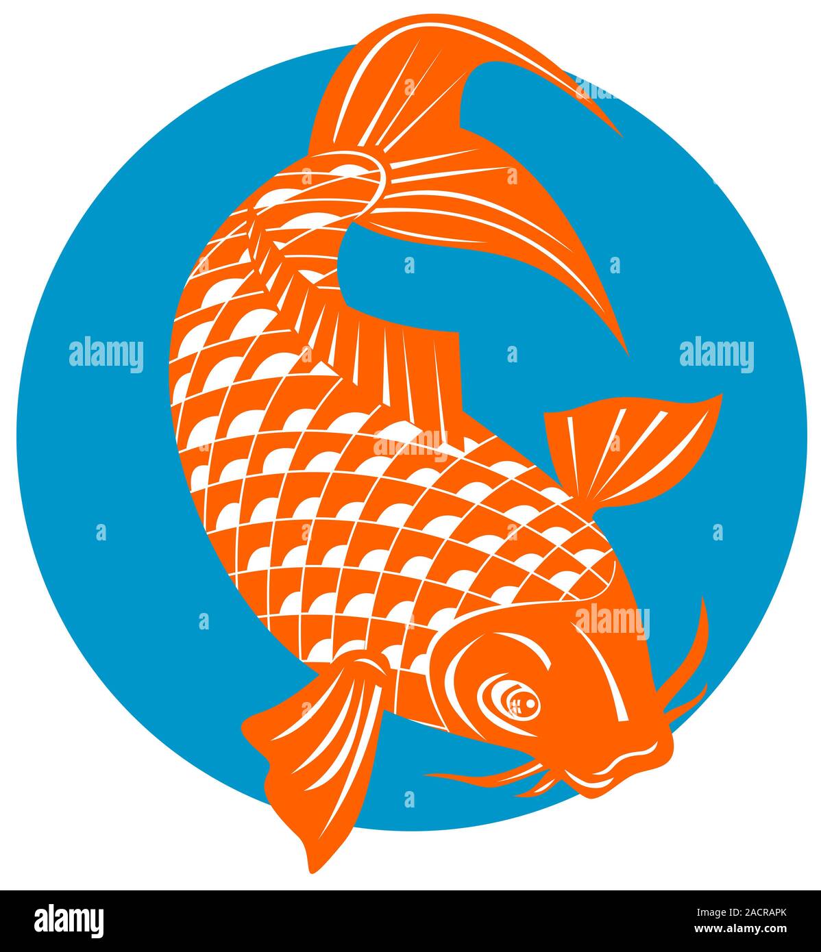 Koi Carp Fish Jumping Stock Photo Alamy