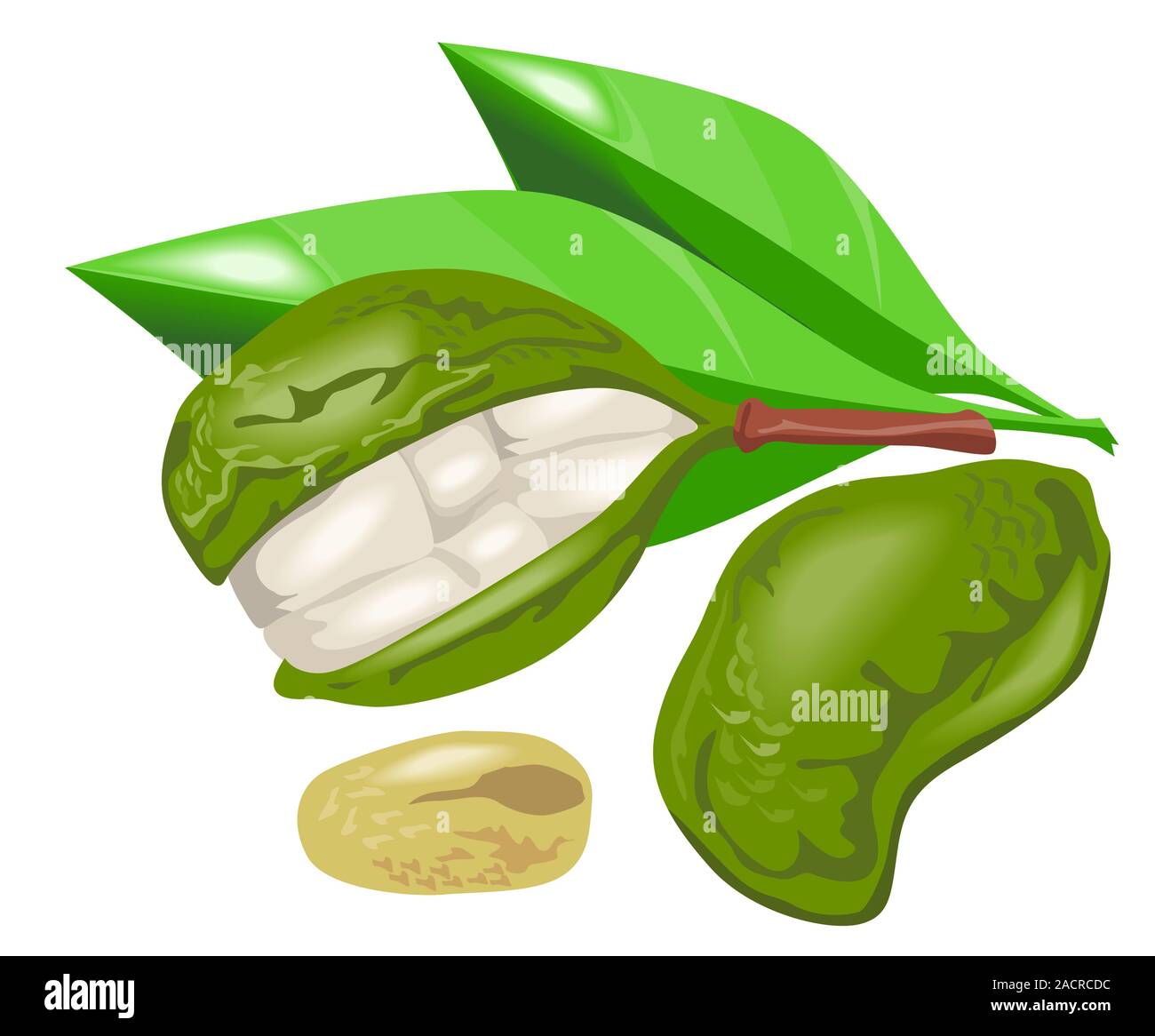 Kola Nut Fruit Retro Stock Photo Alamy