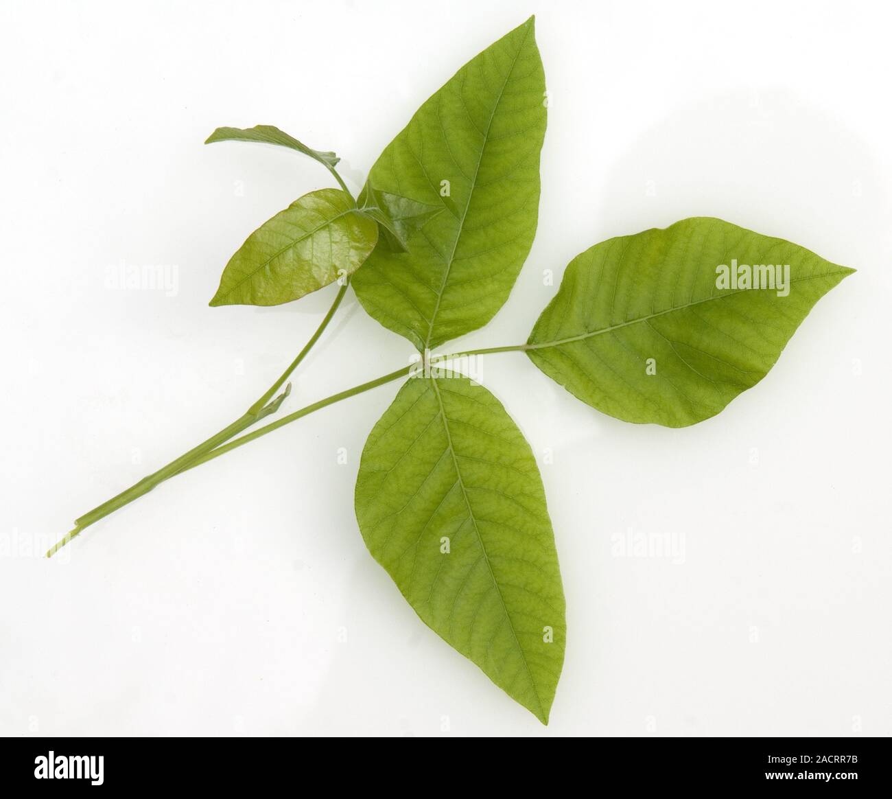 Poison sumac plant hires stock photography and images Alamy