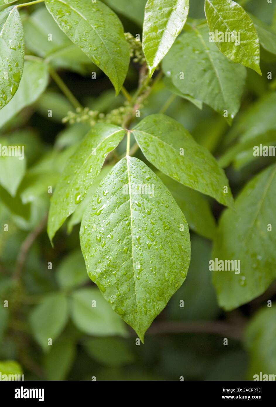 Poison sumac hires stock photography and images Alamy
