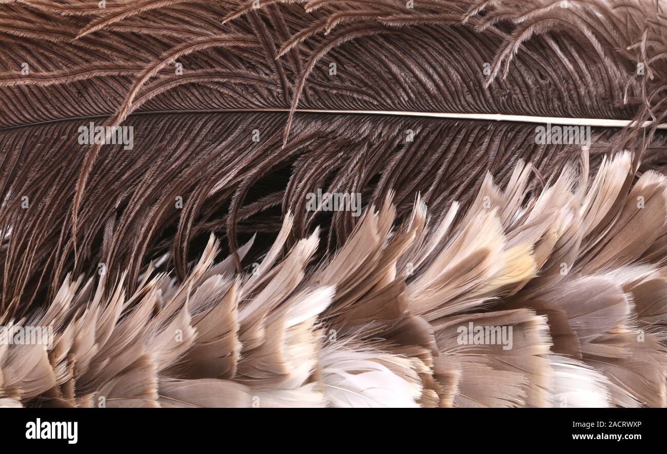 Different brown feathers. Close up Stock Photo Alamy