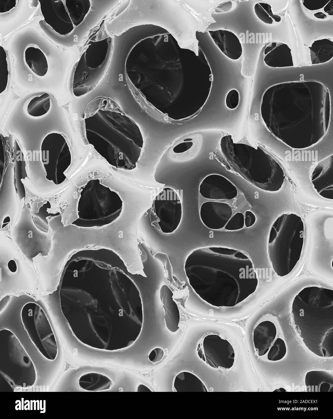 Scanning electron micrograph (SEM) of Memory foam (open cell foam