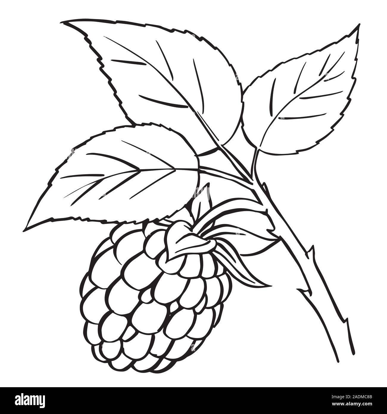How To Draw A Raspberry