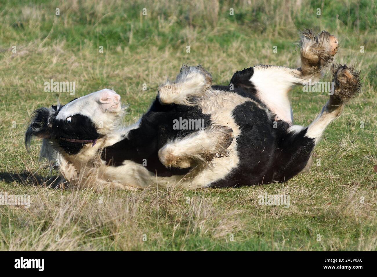 Horse shedding coat hires stock photography and images Alamy