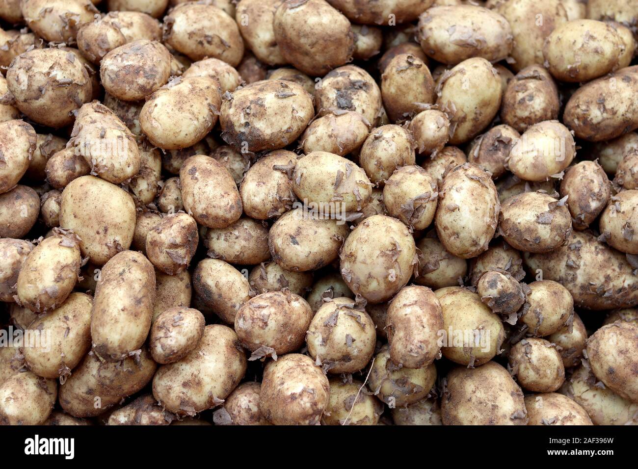 Potato texture background Stock Photo Alamy