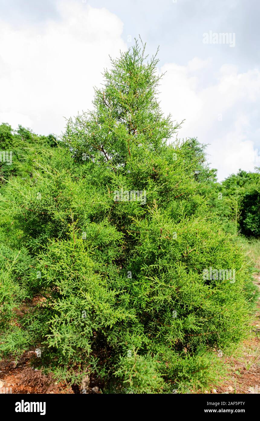 Conifers christmas trees hires stock photography and images Alamy