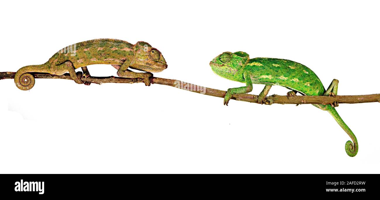 Male and female chameleon Cut Out Stock Images & Pictures Alamy