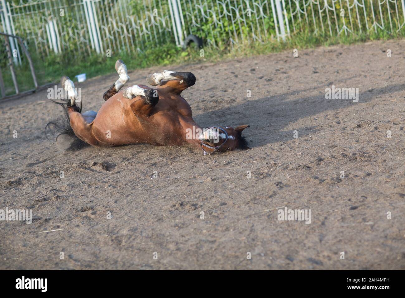 Funny Horse laying on back Stock Photo Alamy