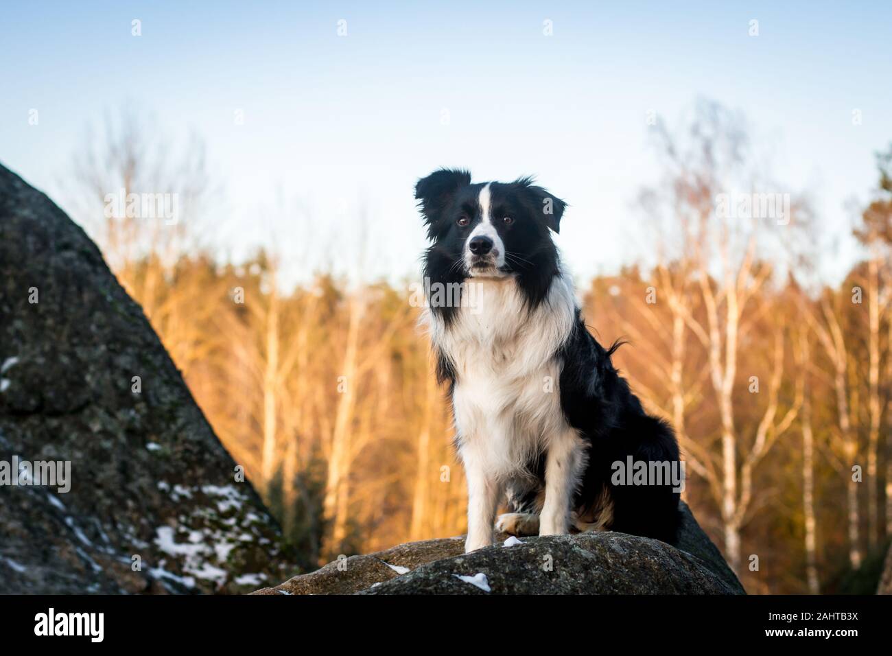 Long Haired Border Collie High Resolution Stock Photography And Images - Alamy